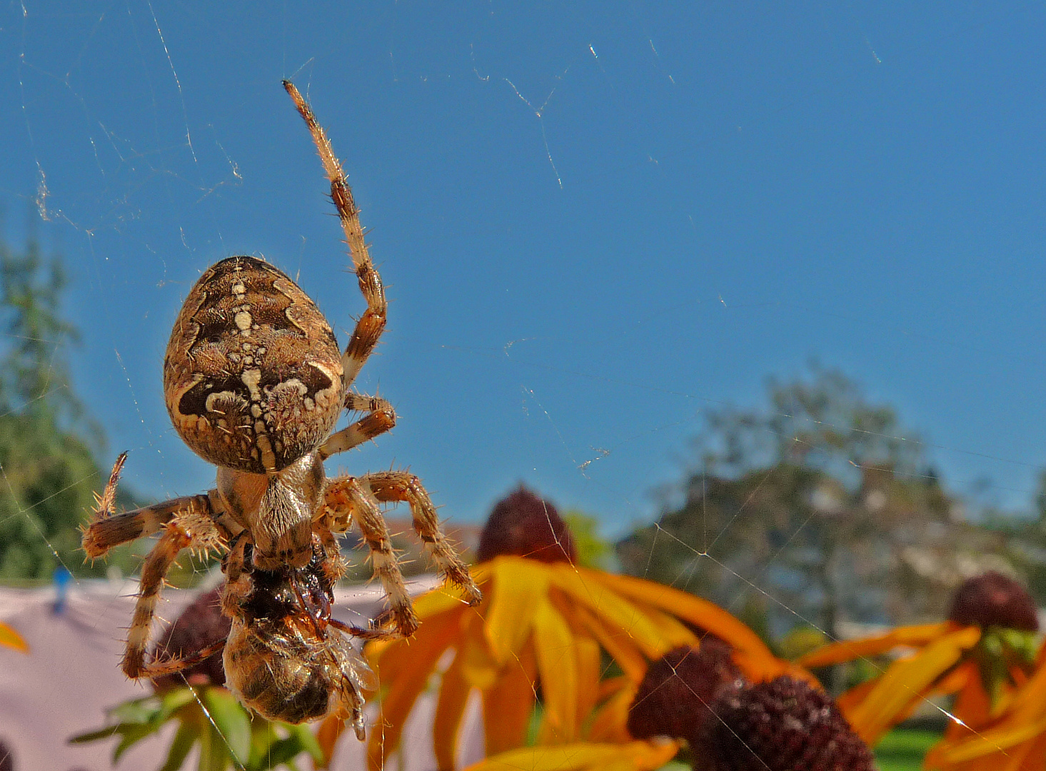 Spinne frisst Biene