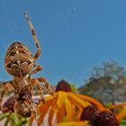 Spinne frisst Biene