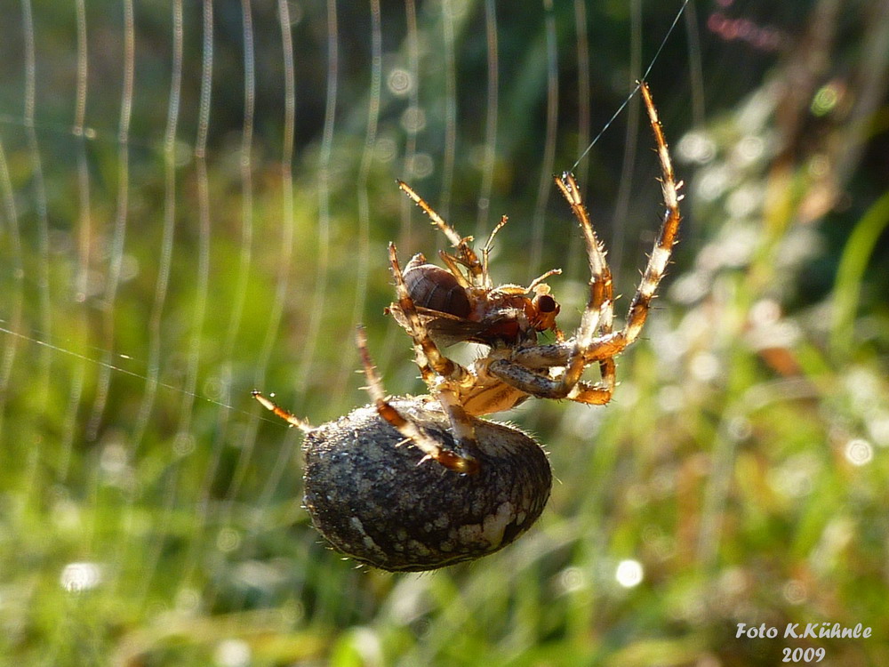 Spinne frisst Insekt