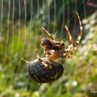 Spinne frisst Insekt