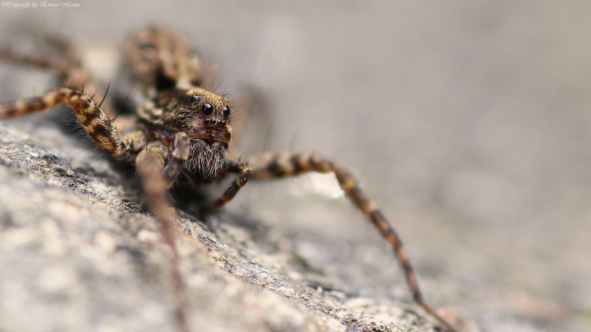 Spinne frontal