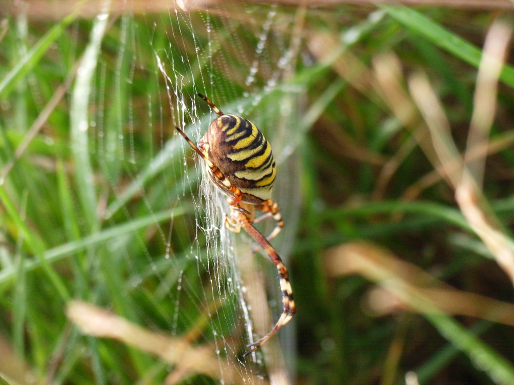 Spinne ganz nah von der Seite