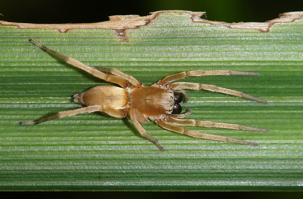 Spinne gedreht