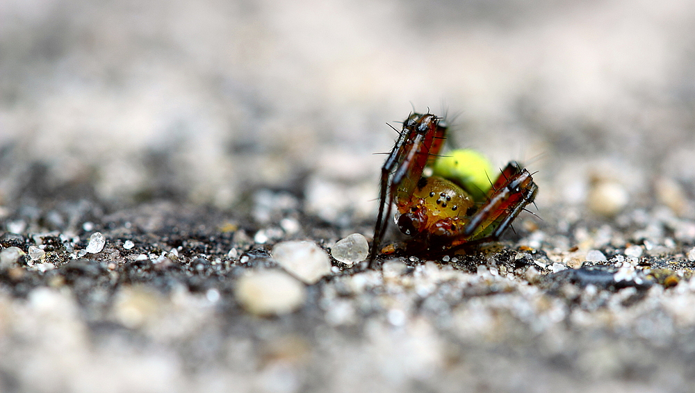 Spinne (gelb Körper) - 16.06.2013