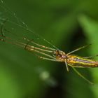 Spinne gelb schwarz