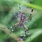 Spinne Gelb-Schwarz gestreift im Netz