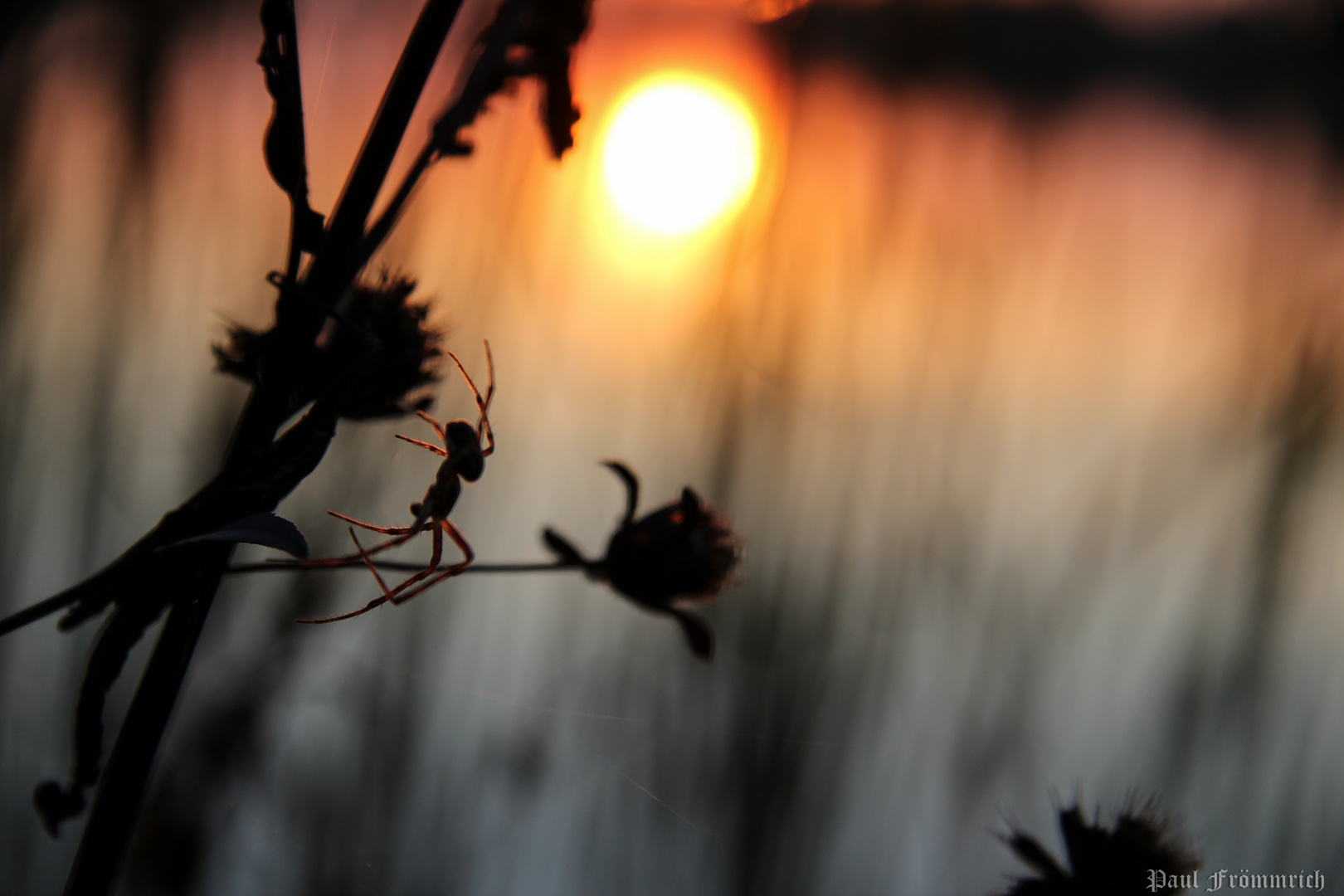 Spinne genießt die letzten Sonnenstrahlen