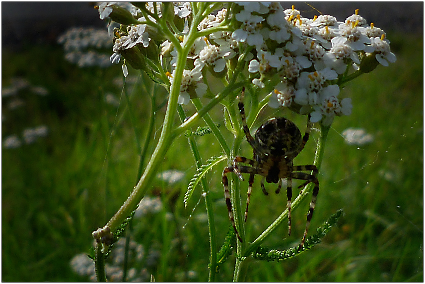 Spinne - gut versteckt