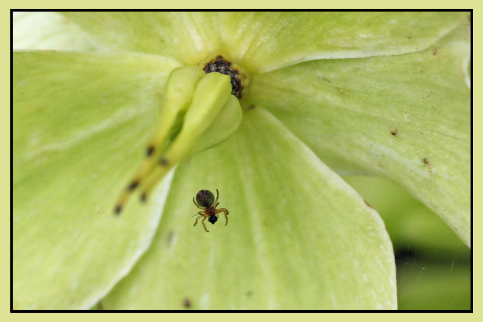 Spinne hat Ausgang