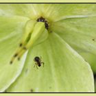 Spinne hat Ausgang