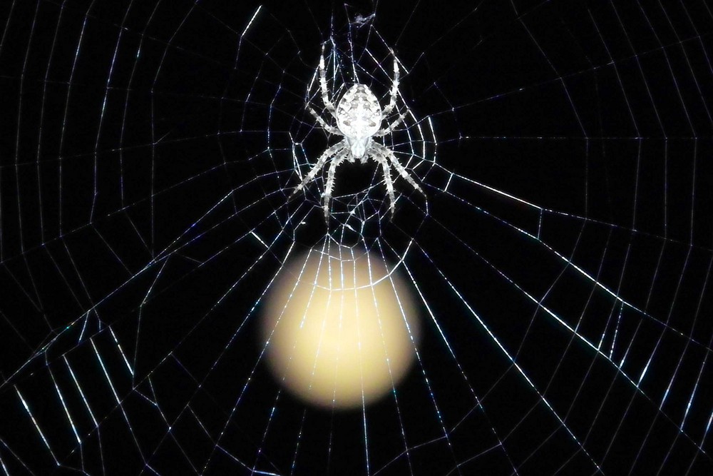Spinne hat den Mond gefangen Foto