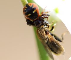 Spinne hat ein Insekt 1