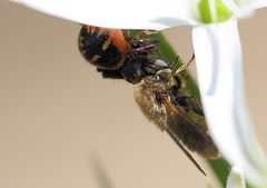 Spinne hat ein Insekt 2