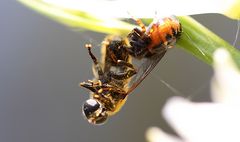 Spinne hat ein Insekt 3