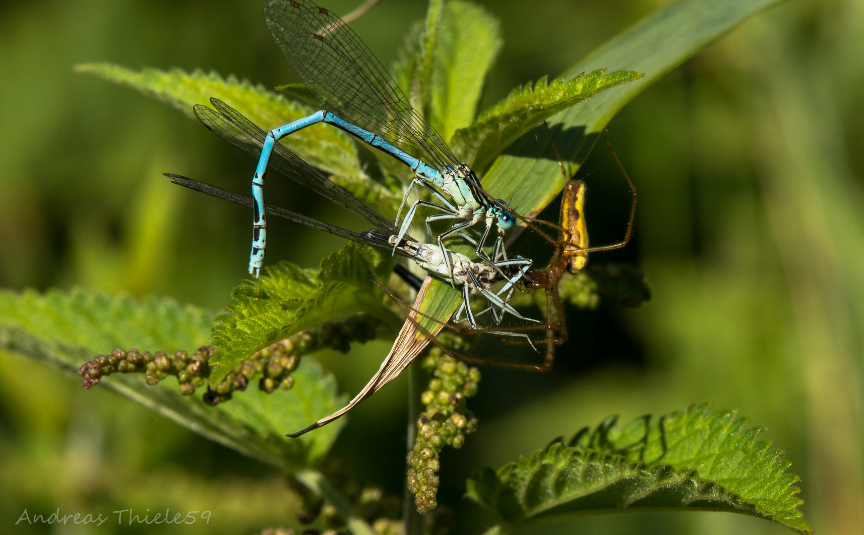 Spinne hat Federlibelle erbeutet