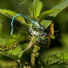 Spinne hat Federlibelle erbeutet