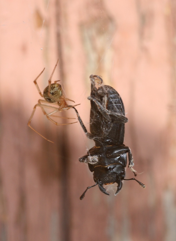 Spinne hat grösseren Augen als magen