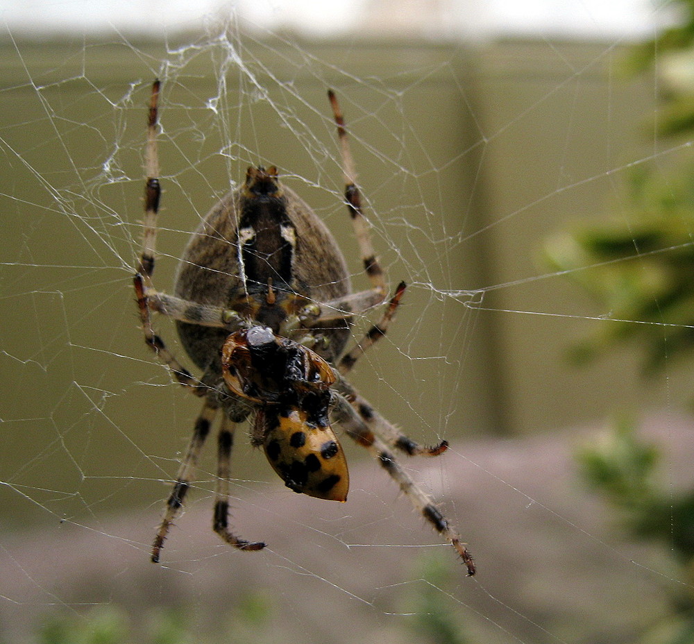 spinne hat großen hunger