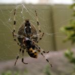 spinne hat großen hunger