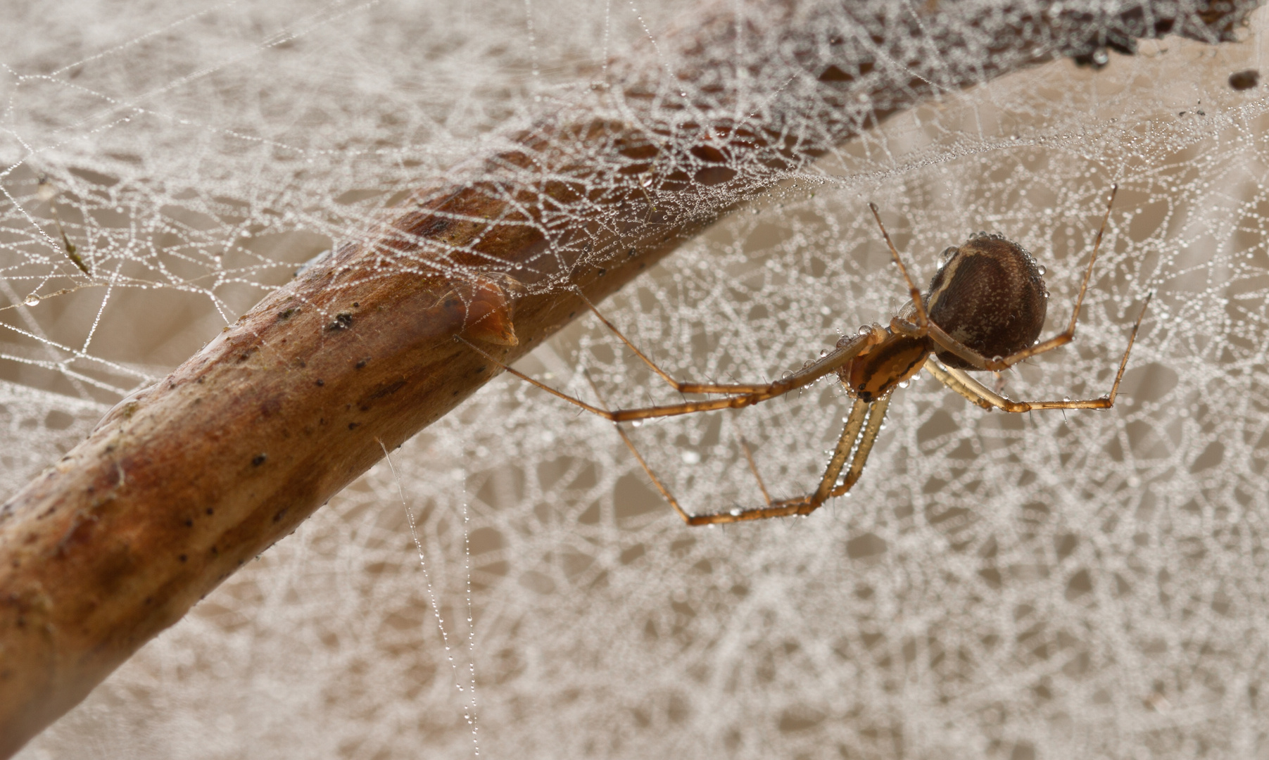 Spinne heute Morgen......