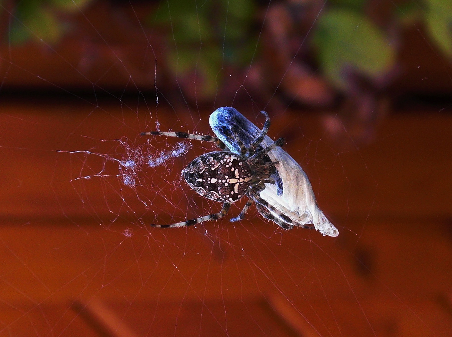 Spinne & Hibiscusblüte !?