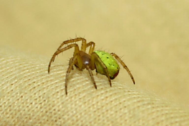 Spinne I