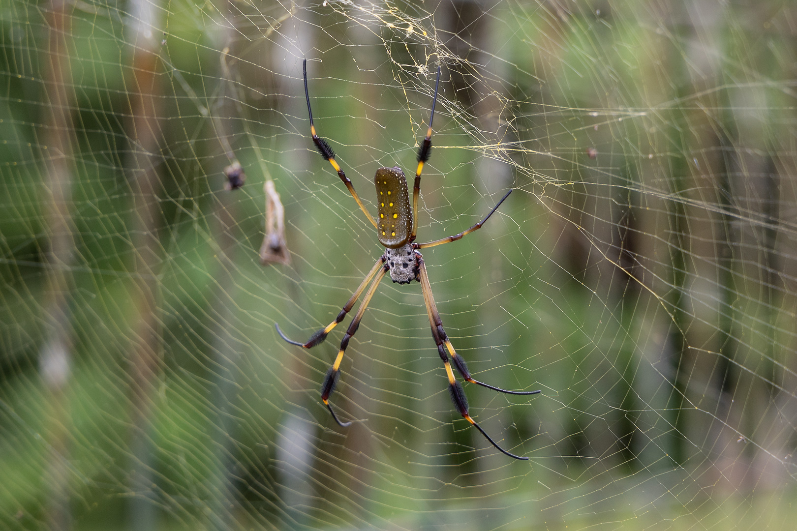 spinne ich?