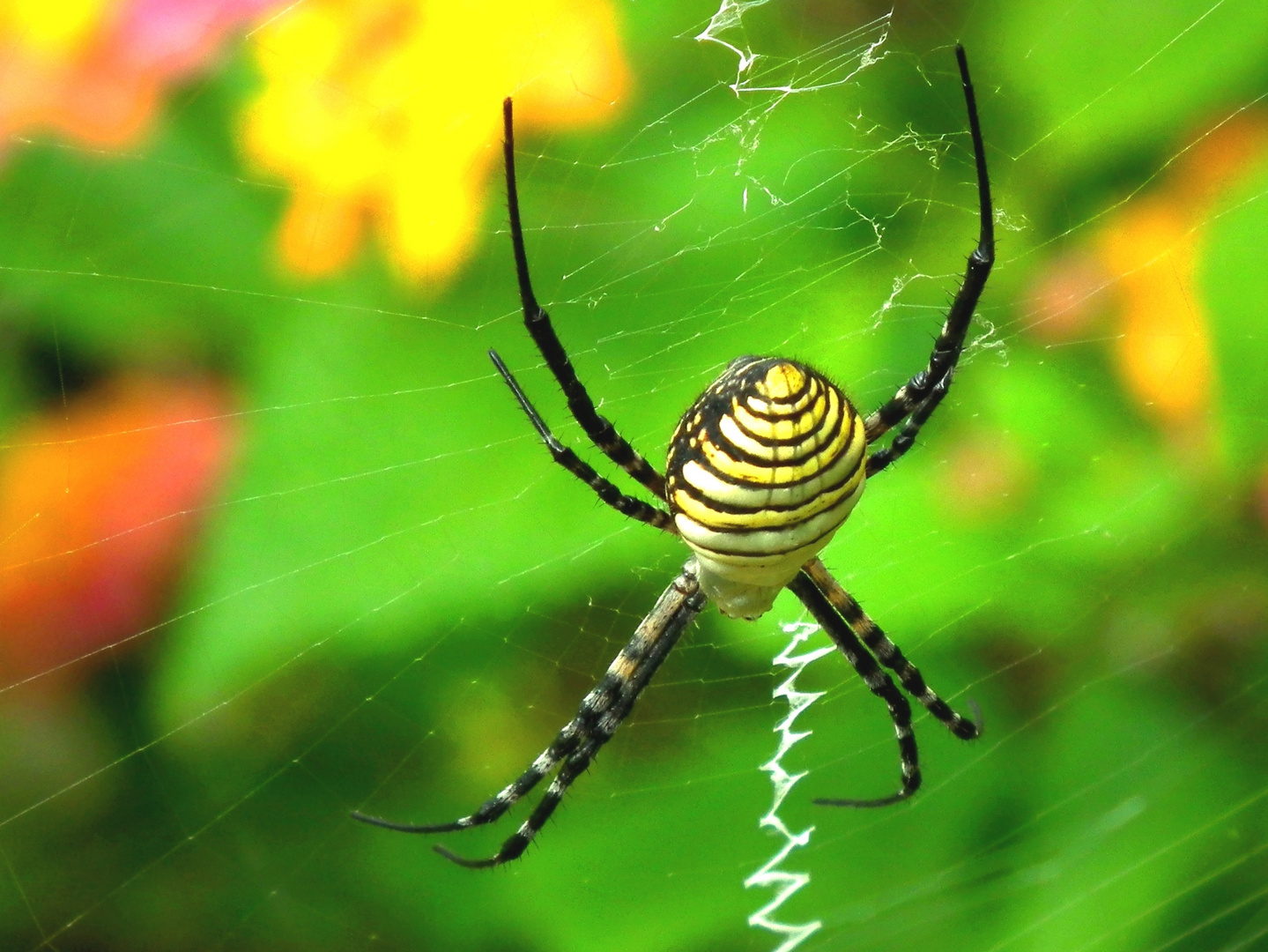 "Spinne ich?"