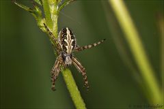 Spinne II