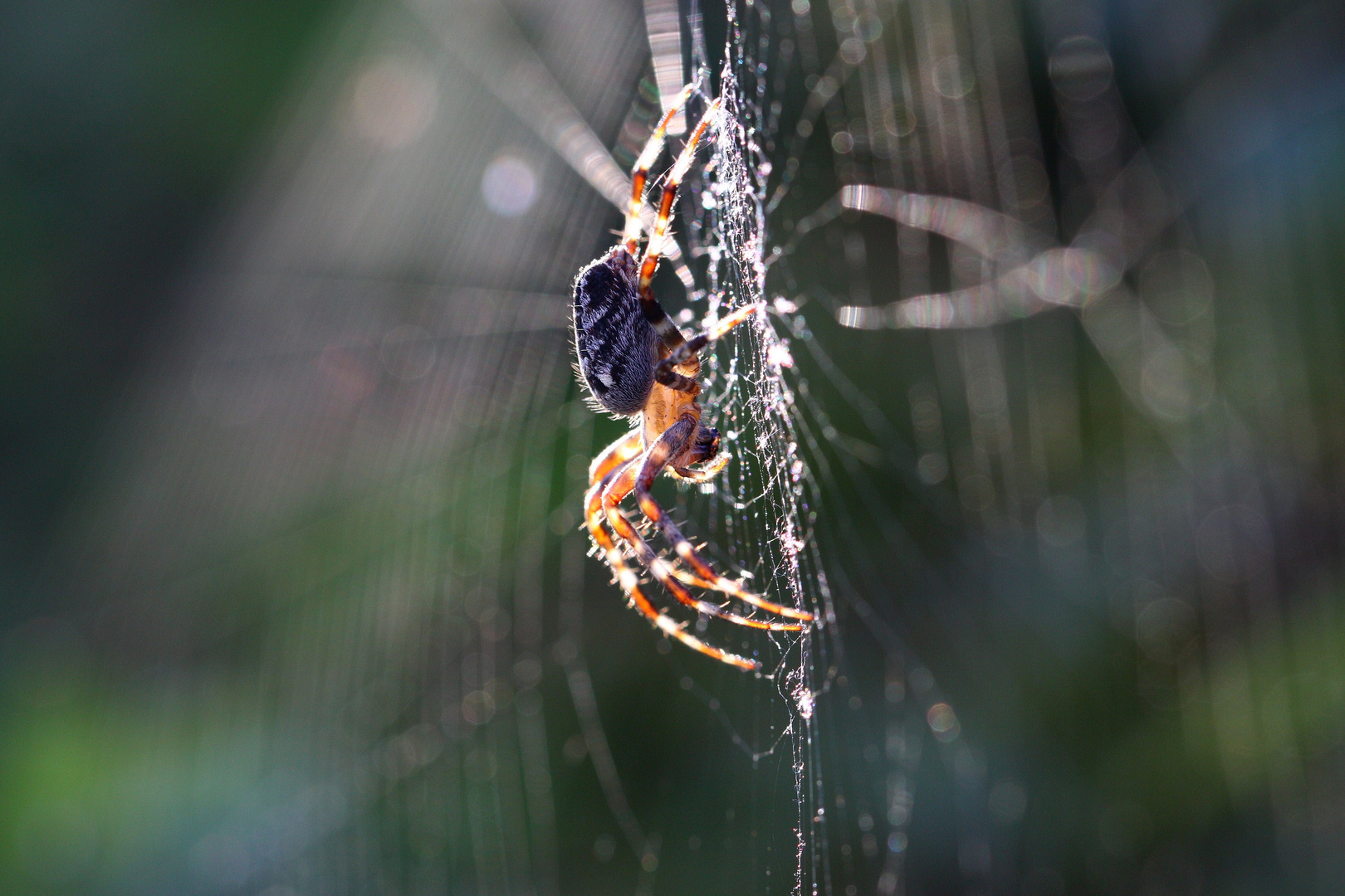 Spinne im Abendlicht