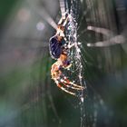 Spinne im Abendlicht