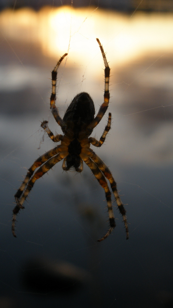 Spinne im Abendlicht