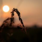 Spinne im Abendlicht auf Beutefang