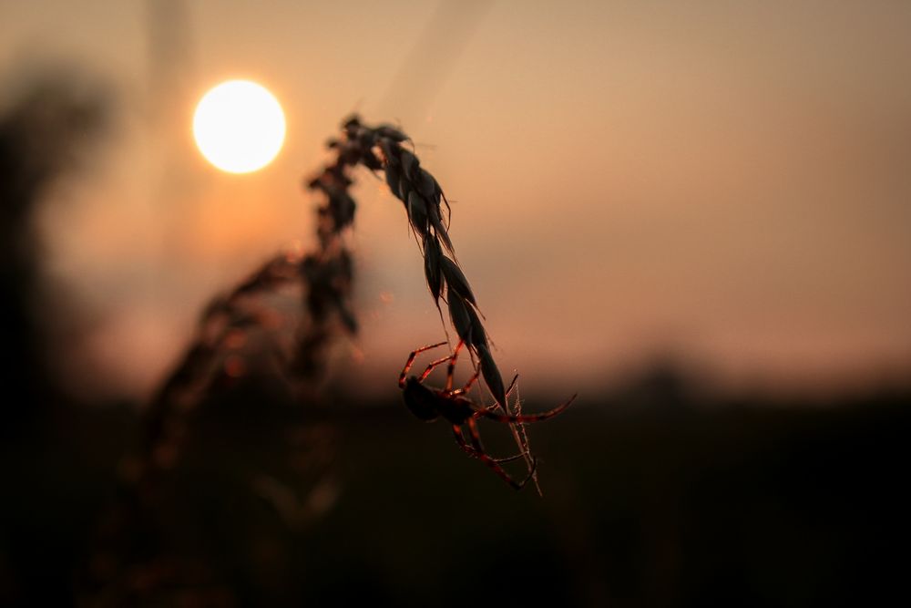 Spinne im Abendlicht auf Beutefang