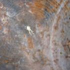 Spinne im alten Ölfass