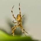 Spinne im Altweibersommer