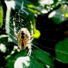 Spinne im Altweibersonnenbad