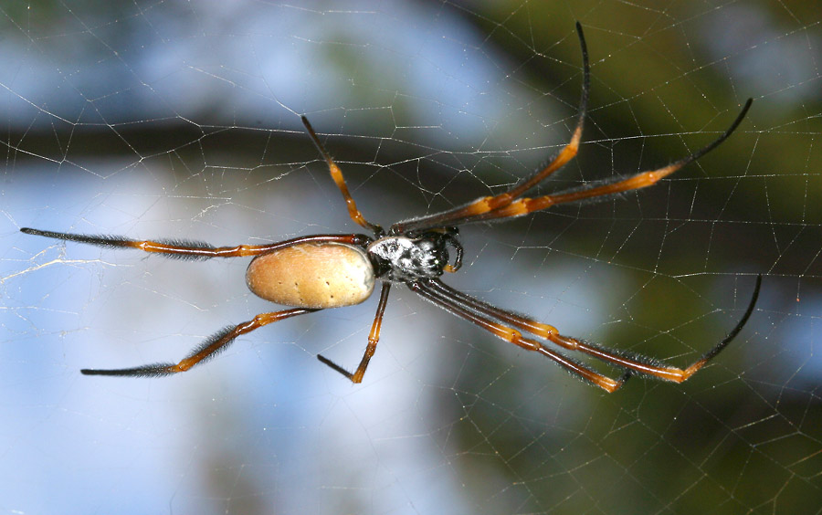 Spinne im australischen Urwald