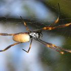 Spinne im australischen Urwald