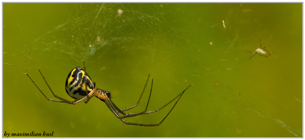 Spinne im Baldachin