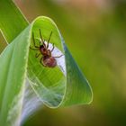 Spinne im Blattkringel