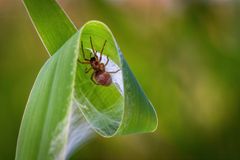 Spinne im Blattkringel