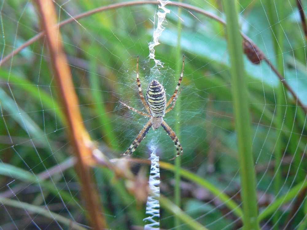 Spinne im Blitzlichtgewitter