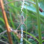 Spinne im Blitzlichtgewitter