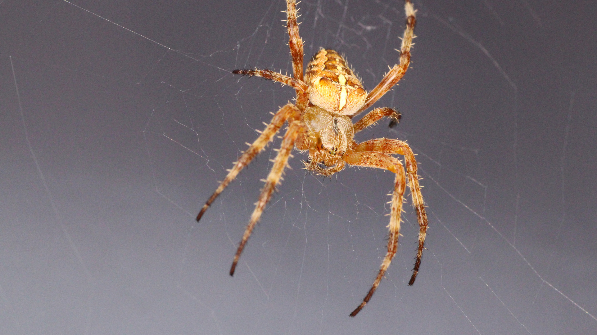 Spinne im Briefkasten