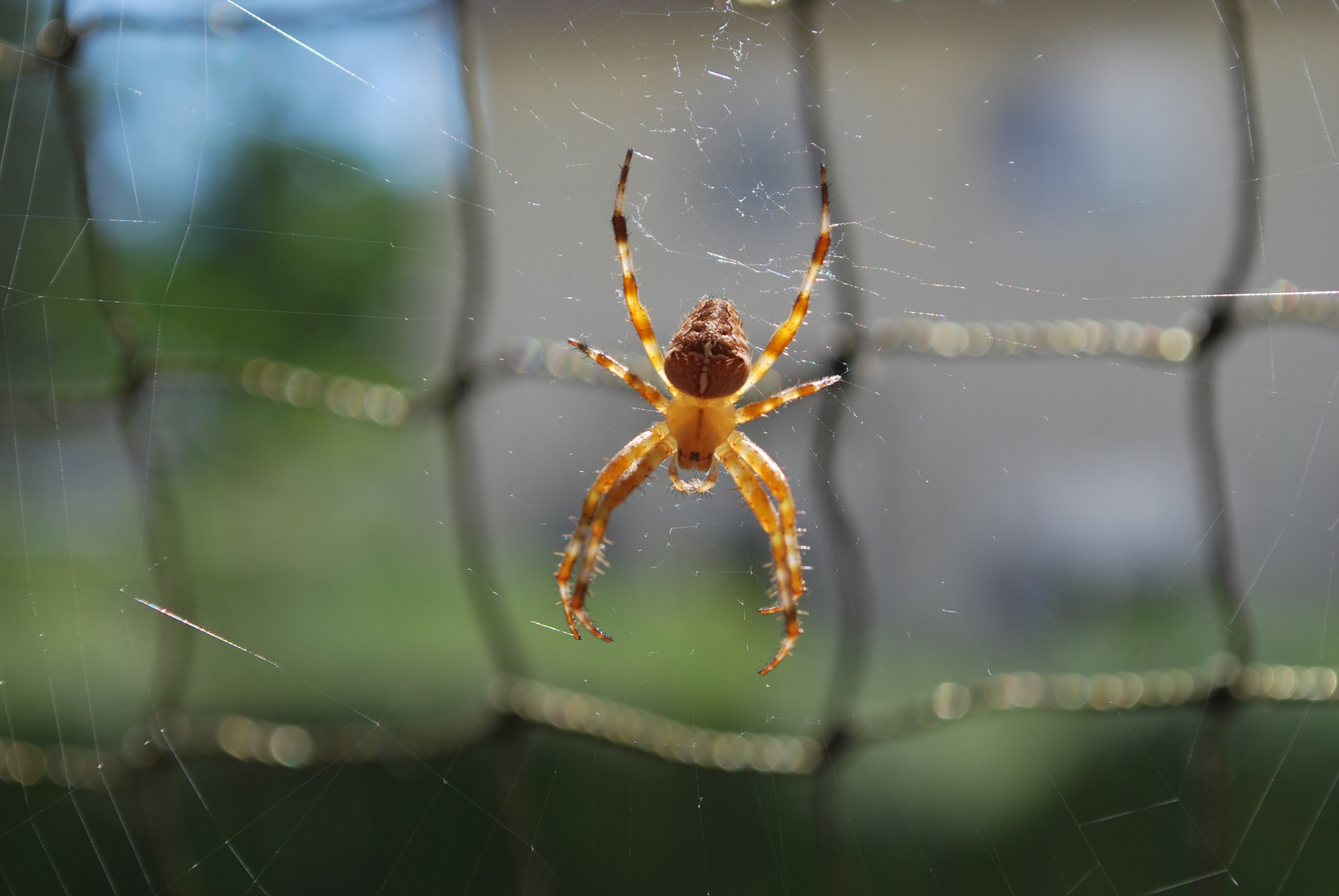 Spinne im doppelten Netz