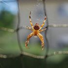 Spinne im doppelten Netz