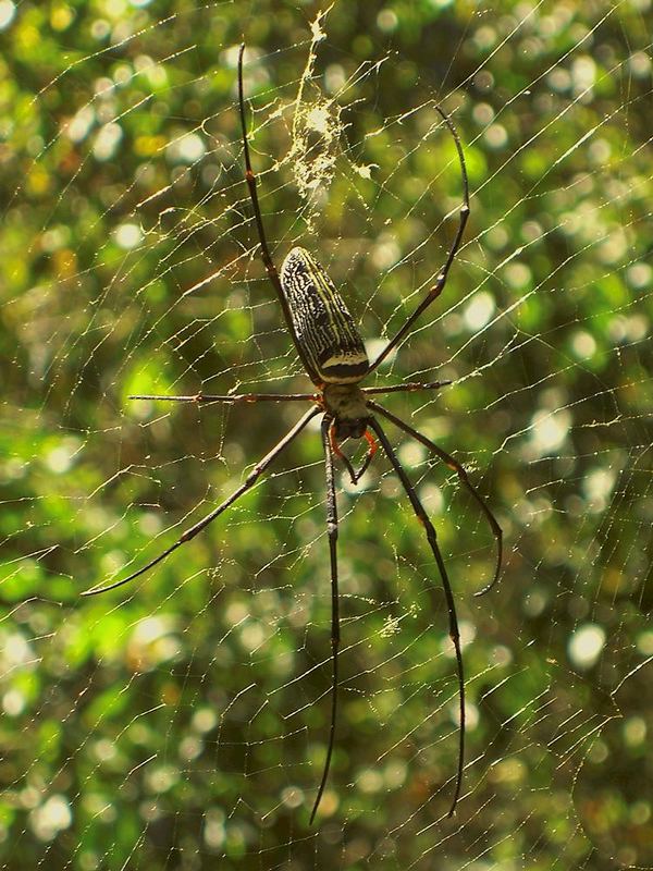 Spinne im Dschungel