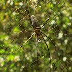 Spinne im Dschungel