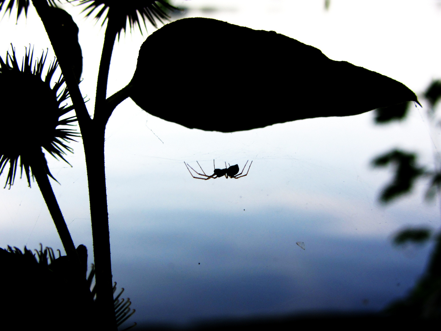 Spinne im Dunkeln